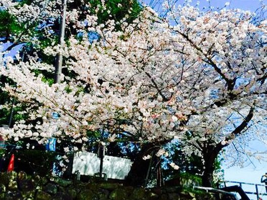 松江城 (千鳥城)