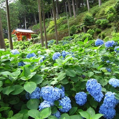 三室戸寺