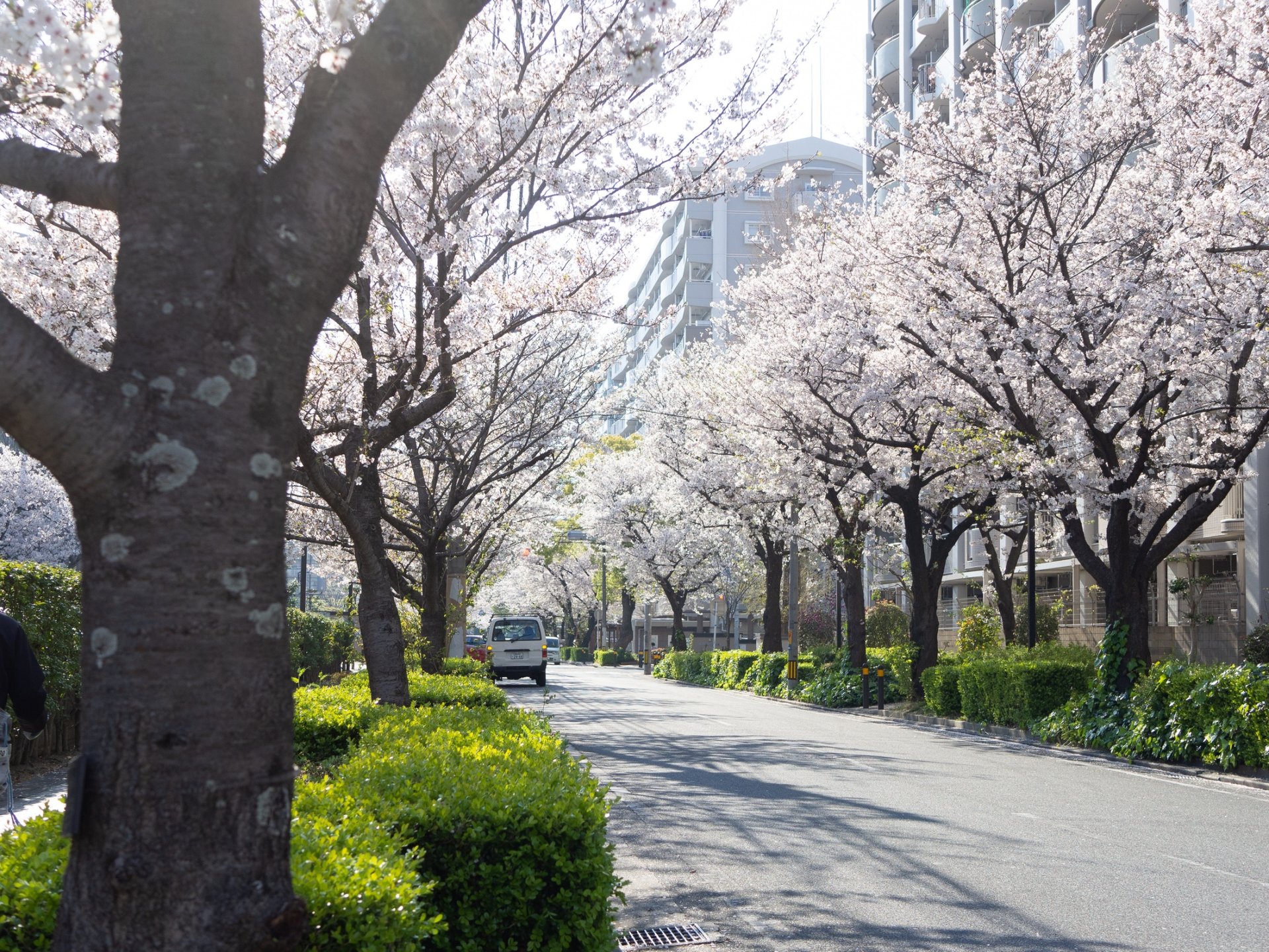 福岡のお花見スポットといえば？　桜並木が素敵な六本松が超おすすめ！