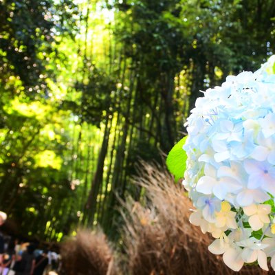 嵯峨野 竹林の道