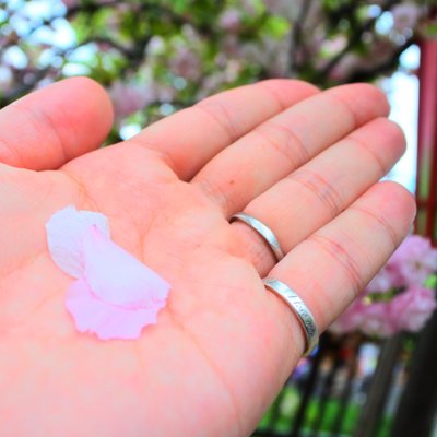 造幣局 桜の通り抜け