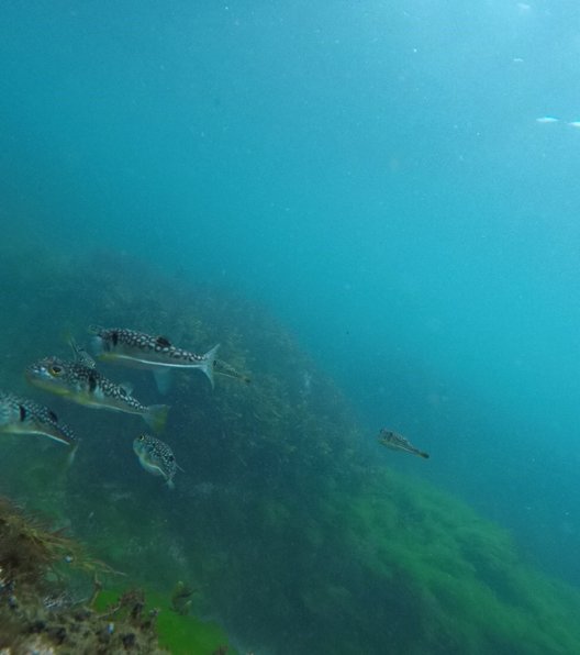 寒川海水浴場