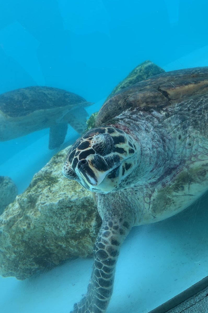 沖縄美ら海水族館