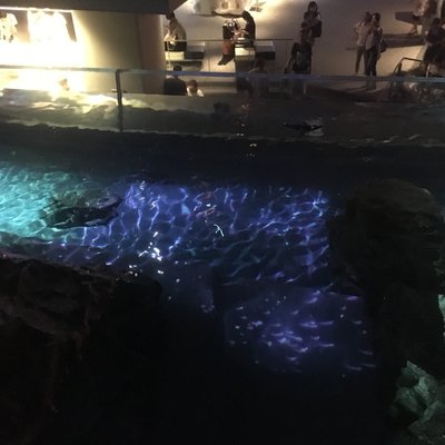 すみだ水族館