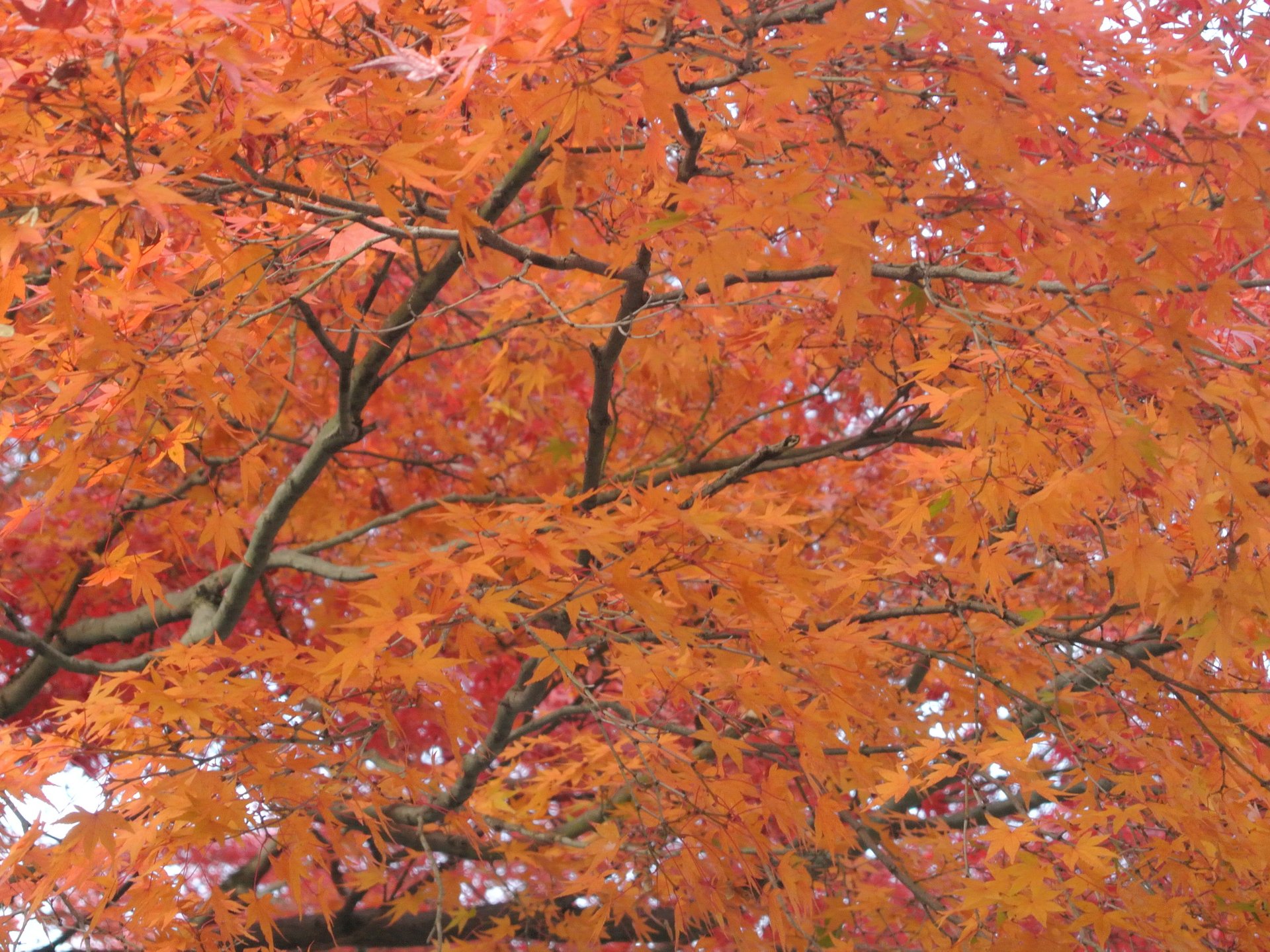 【秋版】京都観光！これで絶対ハズさない、おすすめ観光モデルコース