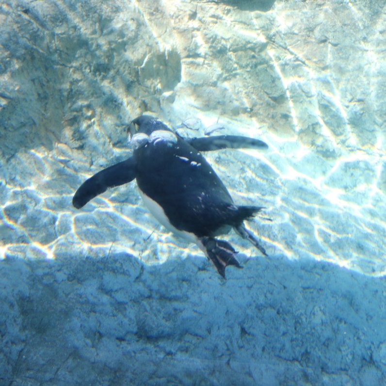 旭川市旭山動物園