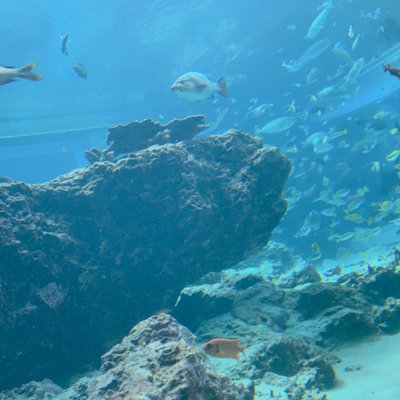 沖縄美ら海水族館