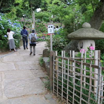 二本松寺 あじさいの杜