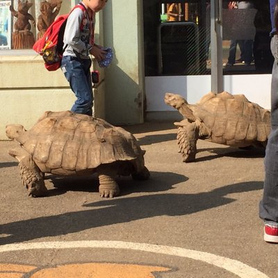 町田リス園