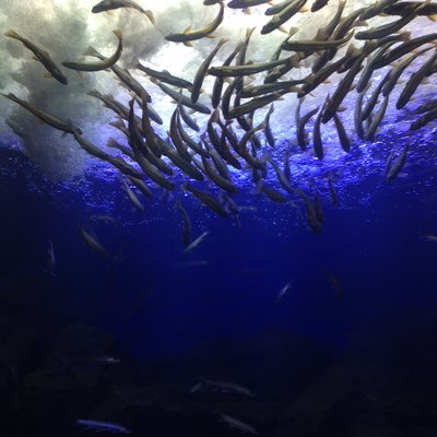 北の大地の水族館(山の水族館)