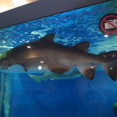 しながわ水族館