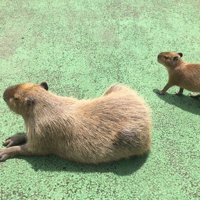 伊豆シャボテン動物公園