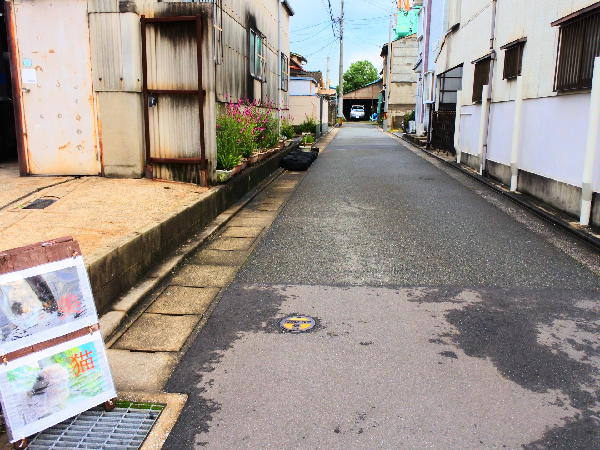 猫カフェ 美猫