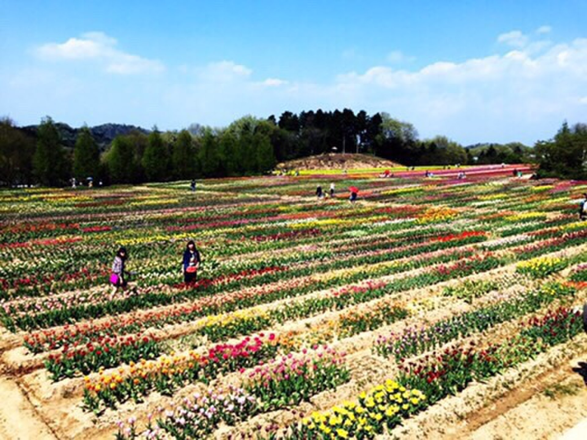 世羅高原農場