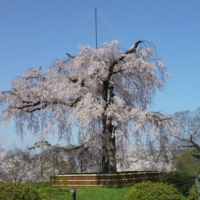 円山公園(将軍塚周域)