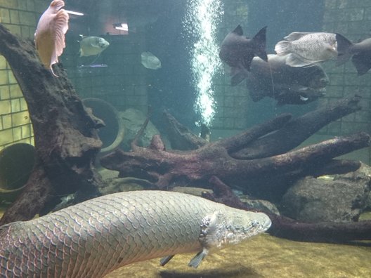 沖縄美ら海水族館