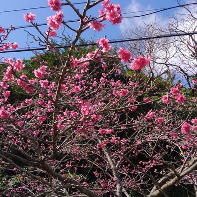 八重岳・桜の森公園