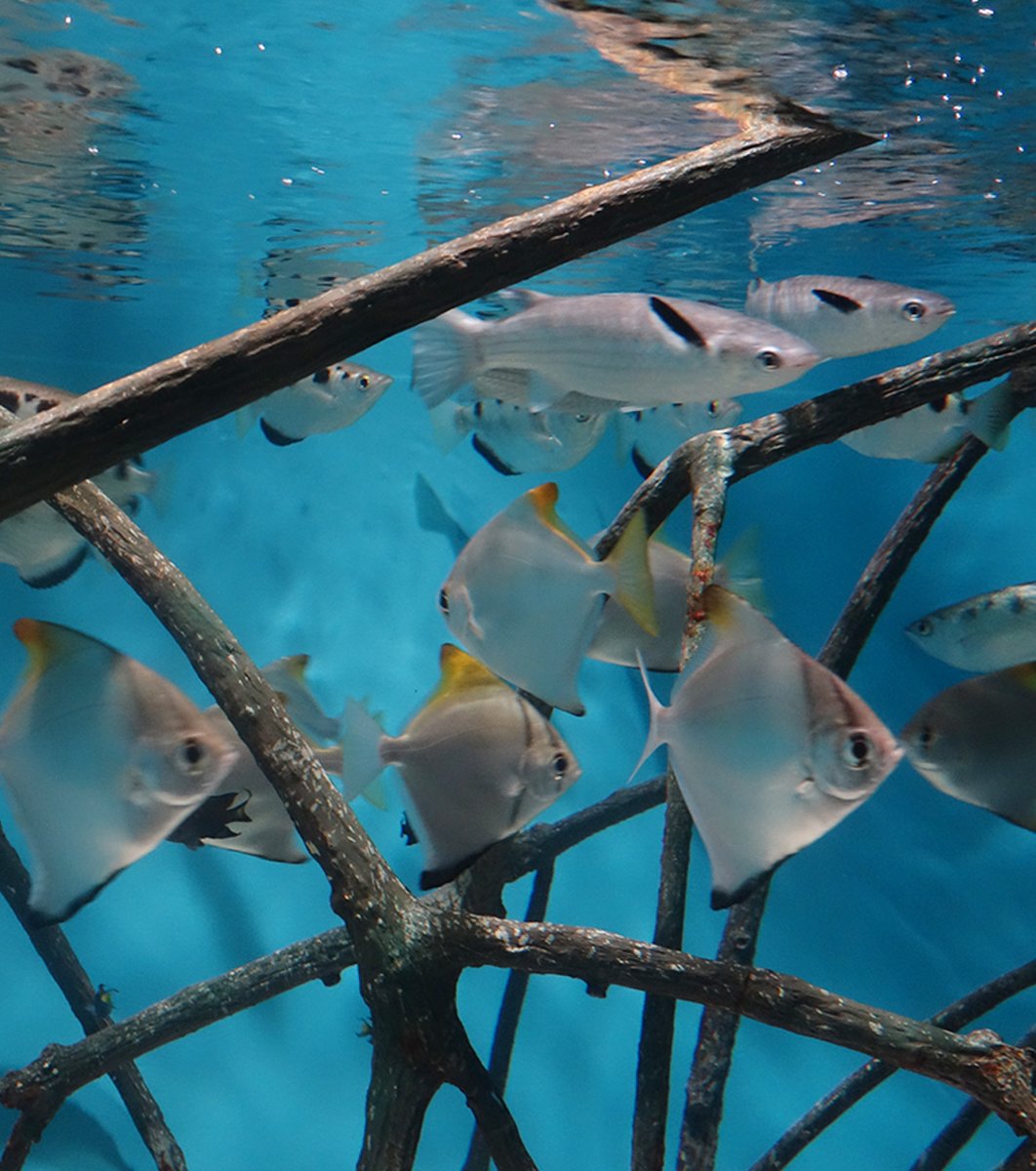 サンシャイン水族館