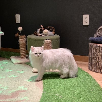 猫カフェ 猫喫茶 空陸家 広島本通店