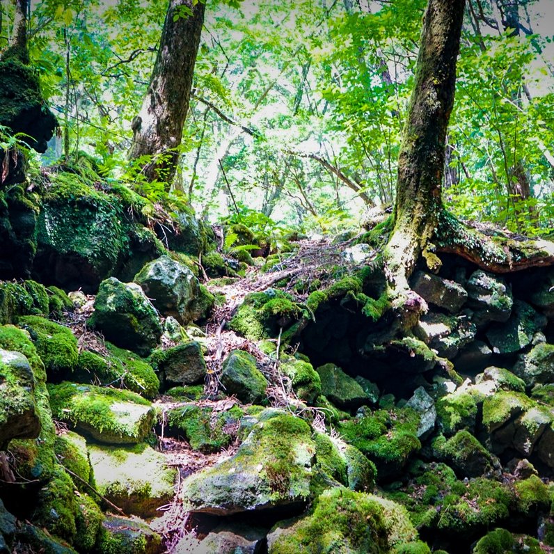 青木ヶ原樹海