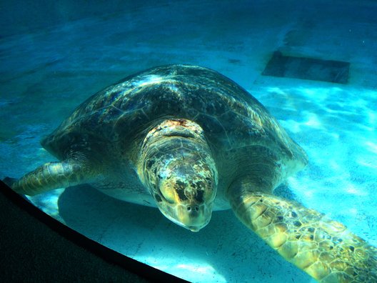 沖縄美ら海水族館