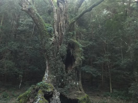 武雄神社