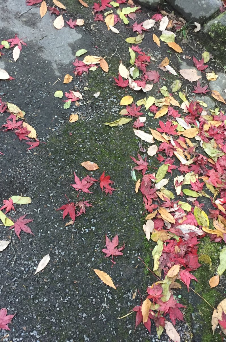 水芭蕉 わたすげのゆ