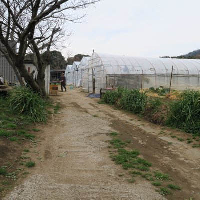 津久井浜観光農園