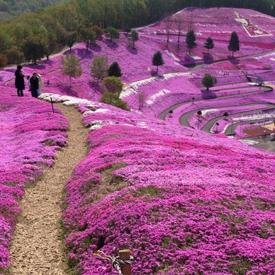 東藻琴芝桜公園キャンプ場