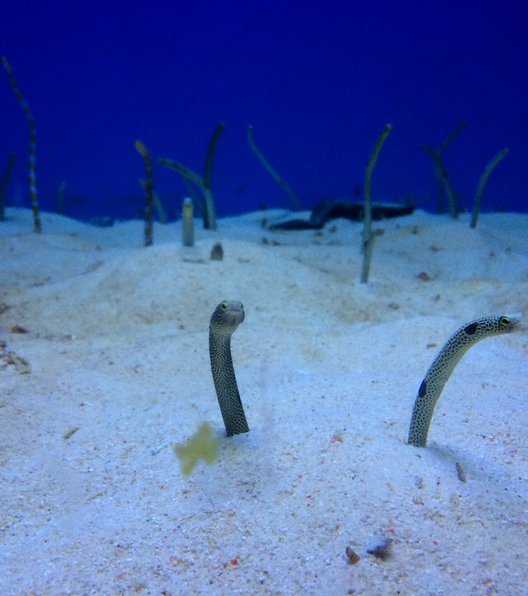 沖縄美ら海水族館