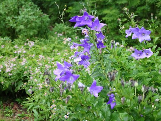 北邦野草園