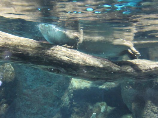 新潟市水族館マリンピア日本海