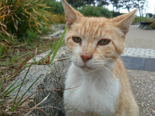 県立城ケ島公園