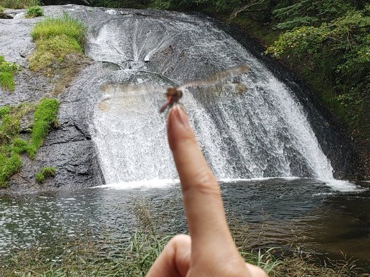 釜淵の滝