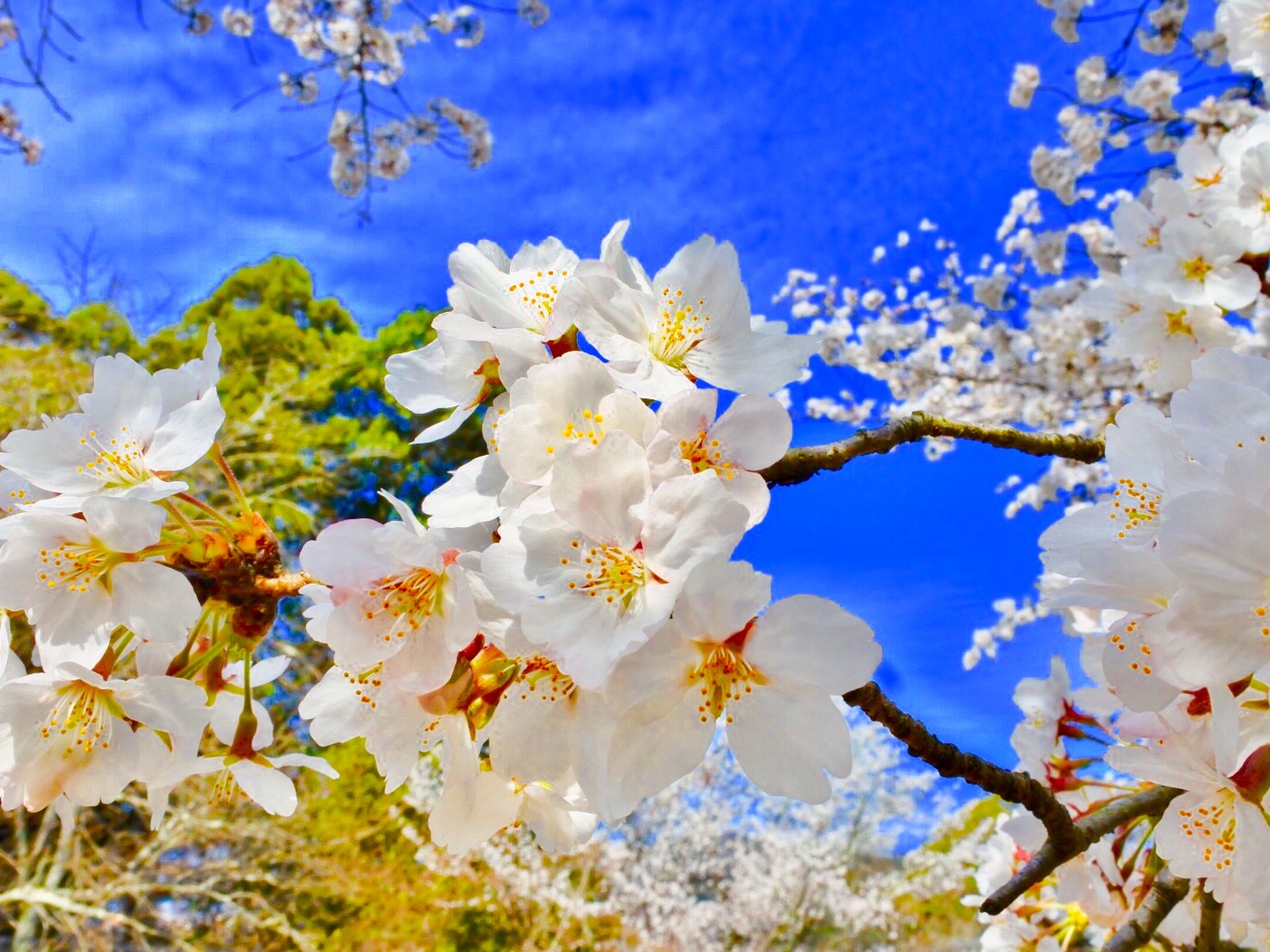 春の京都へ行こう！美しい満開の桜を求めて東西線で行く京都花見旅