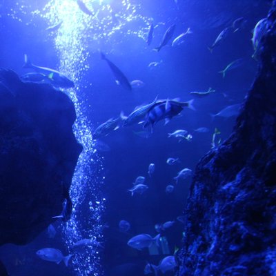 すみだ水族館