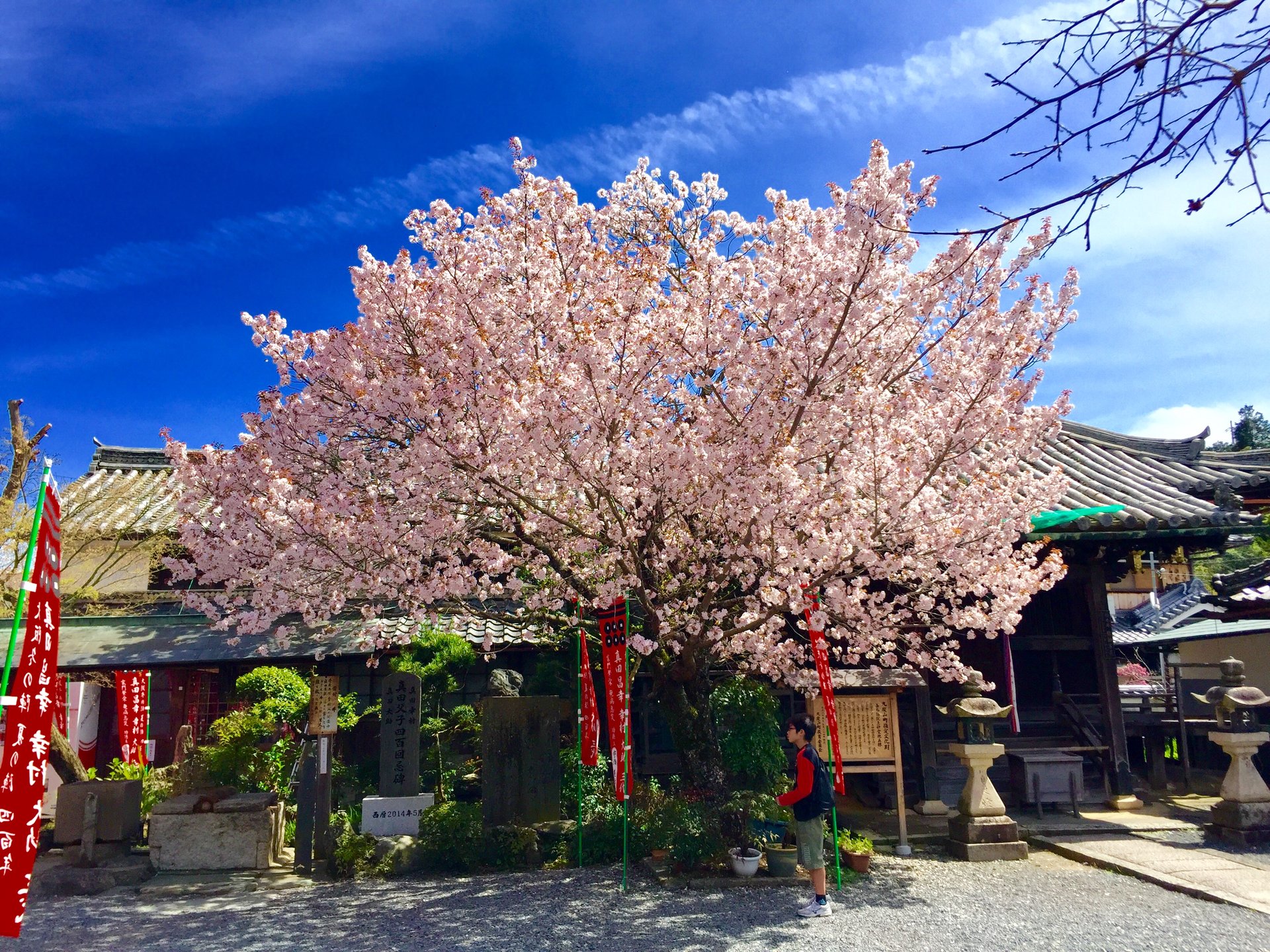 【今年の春はどこで花見？】和歌山九度山で楽しむ桜吹雪！真田庵から慈尊院周辺の美しい桜巡りの旅！