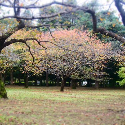 代々木公園