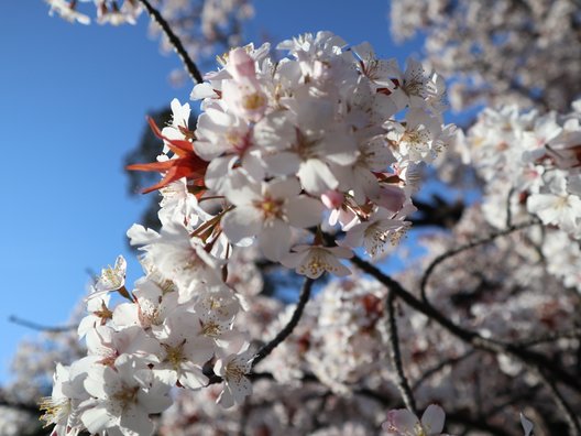 上野公園