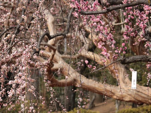 羽根木公園