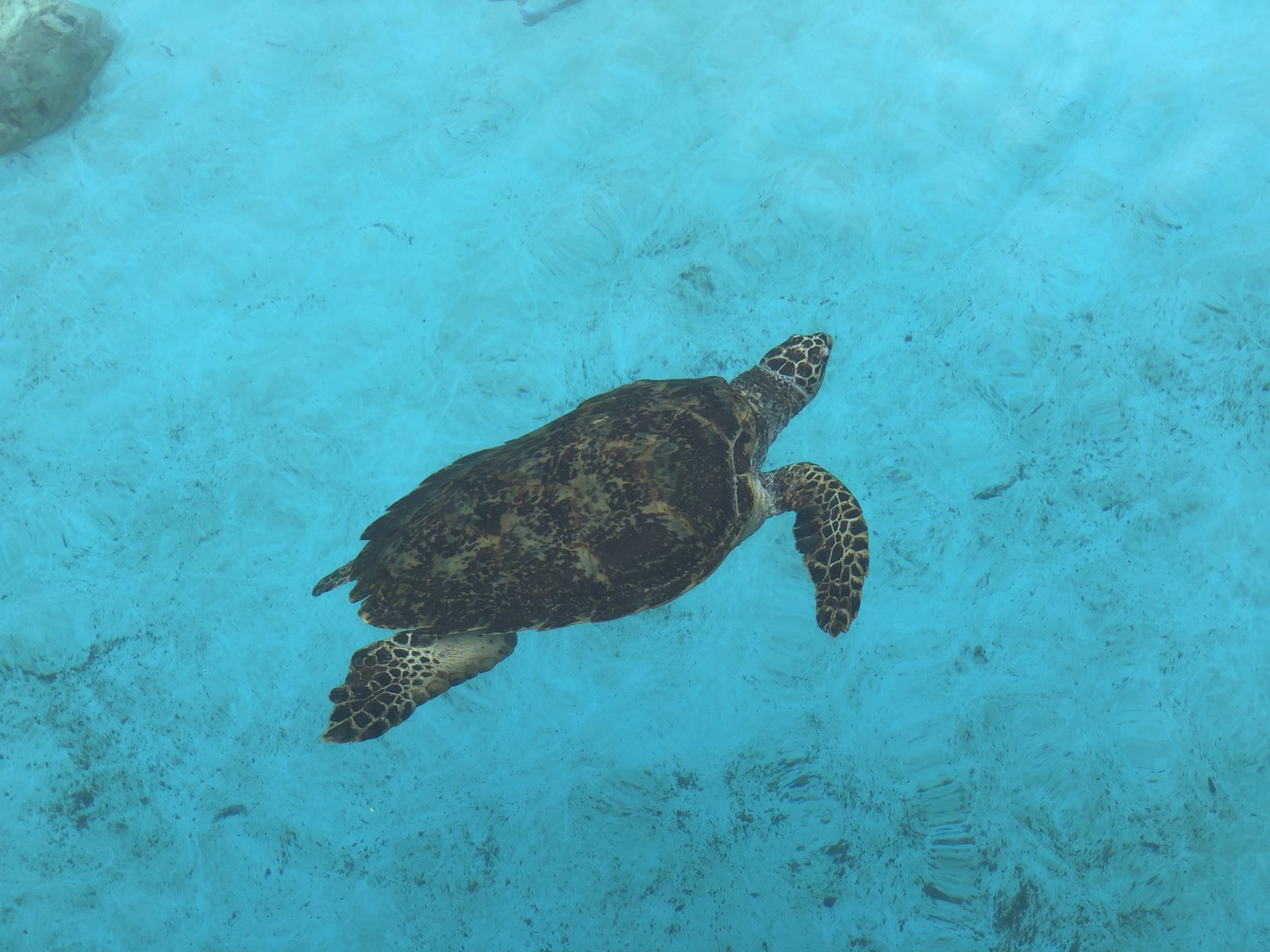 海洋博公園 ウミガメ館