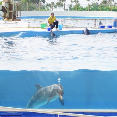 沖縄美ら海水族館