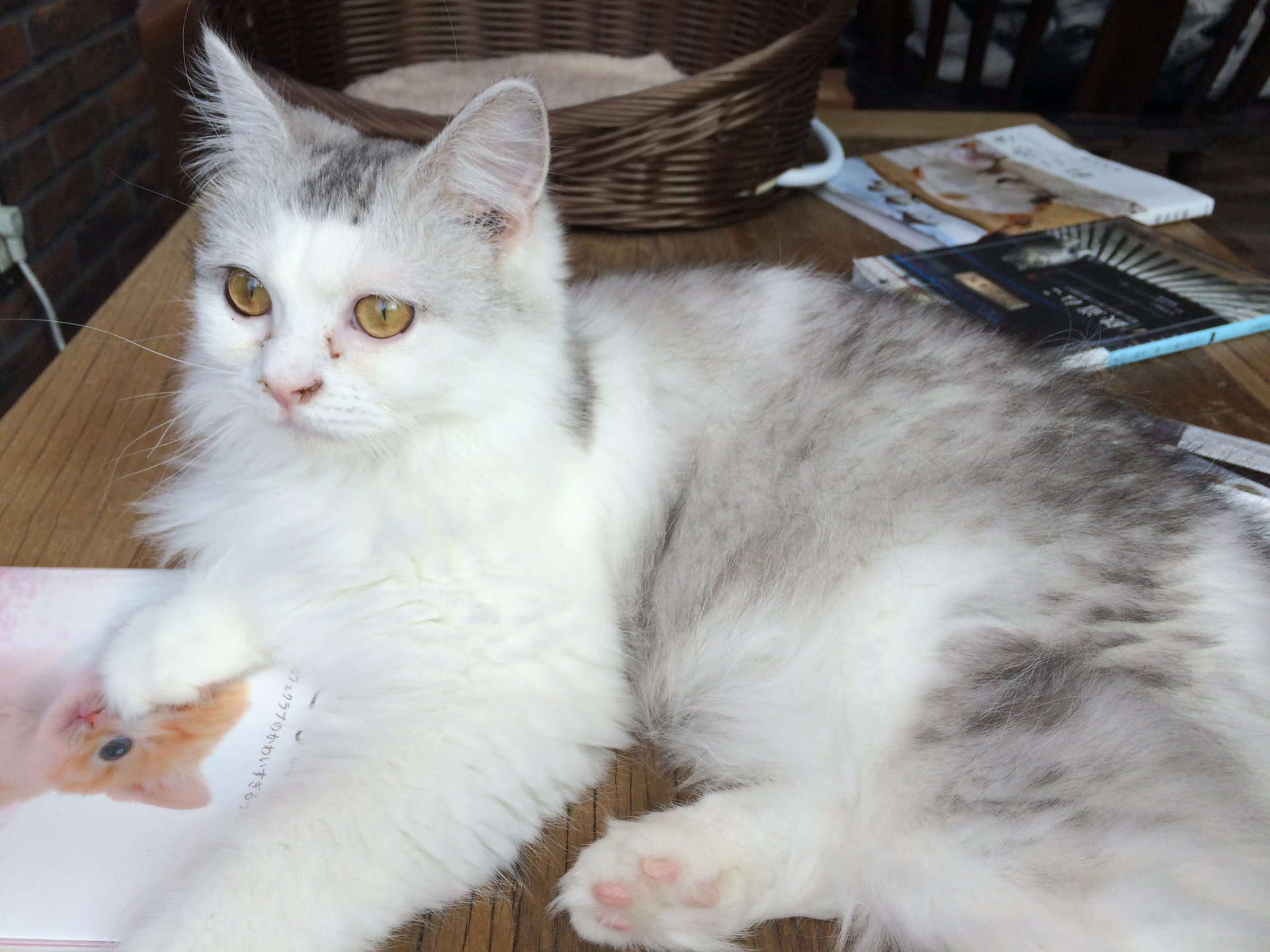【〇〇過ぎる！本当におすすめの猫カフェ】渋谷で可愛すぎる猫ちゃんに癒されませんか？デートにも◎