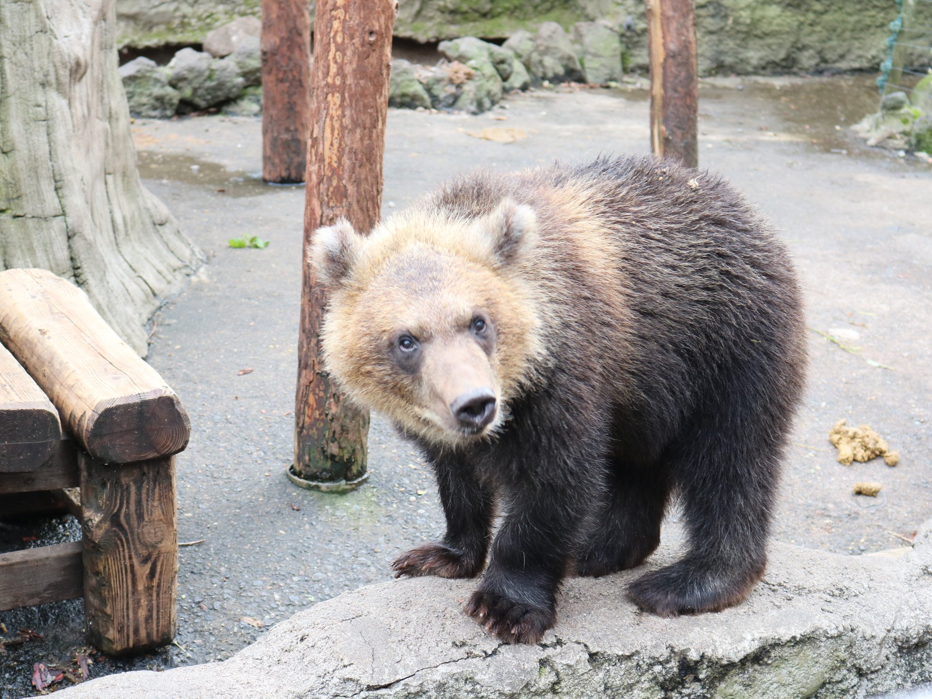 近すぎる小熊がかわいい♡ヒトのオリで大人の熊と強烈体験☆のぼりべつクマ牧場