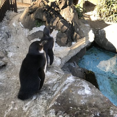 伊豆シャボテン動物公園