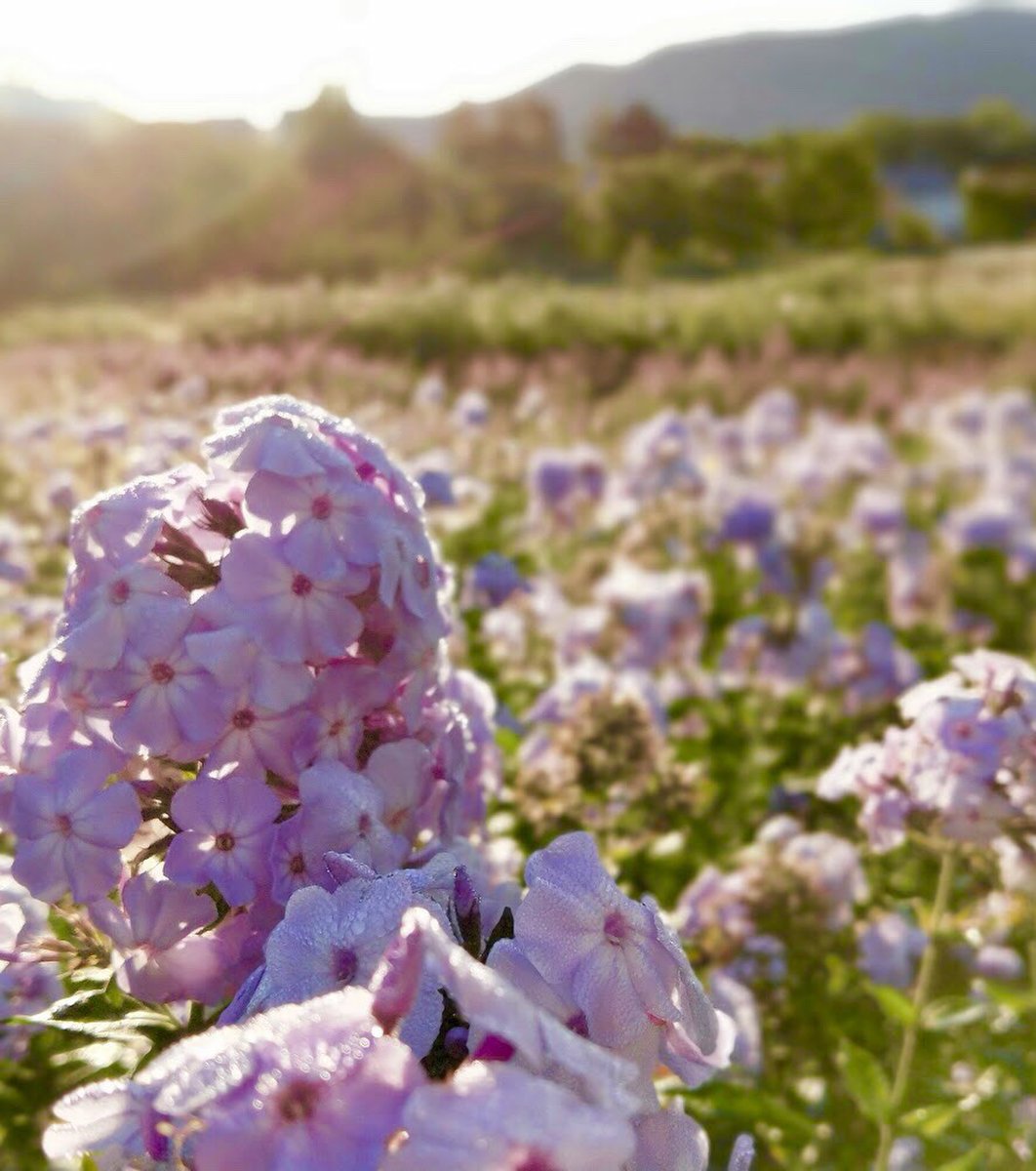 根々の丘 花えーる