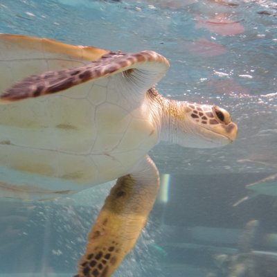 むろと廃校水族館