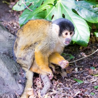 伊豆シャボテン動物公園