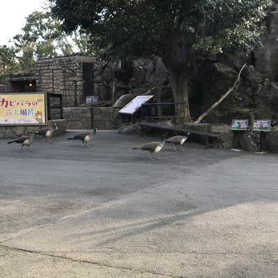 伊豆シャボテン動物公園