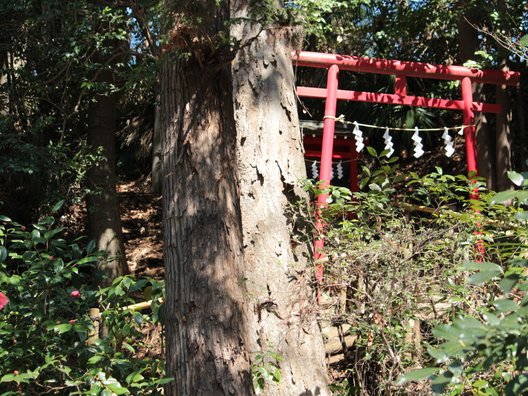 お鷹の道・真姿の池湧水群